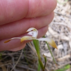 Caladenia ustulata at Point 103 - 8 Oct 2016