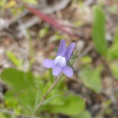 Linaria arvensis (Corn Toadflax) at Isaacs Ridge and Nearby - 7 Oct 2016 by Mike