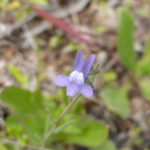 Linaria arvensis at Isaacs, ACT - 7 Oct 2016 11:24 AM