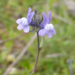 Linaria arvensis at Isaacs, ACT - 7 Oct 2016 11:24 AM