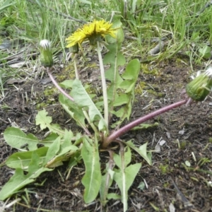 Taraxacum sect. Taraxacum at Weetangera, ACT - 8 Oct 2016 05:35 AM