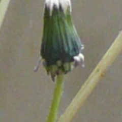 Taraxacum sect. Taraxacum at Weetangera, ACT - 8 Oct 2016 05:35 AM