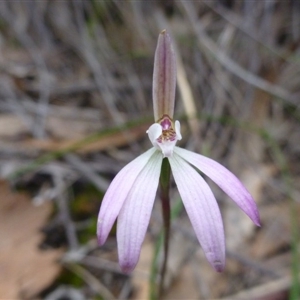 Caladenia fuscata at Point 103 - 8 Oct 2016