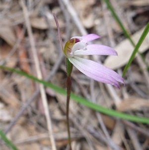 Caladenia fuscata at Point 103 - 8 Oct 2016