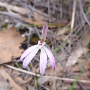 Caladenia fuscata at Point 103 - 8 Oct 2016