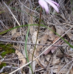 Caladenia fuscata at Point 103 - 8 Oct 2016