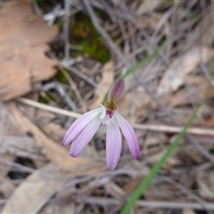 Caladenia fuscata at Point 103 - 8 Oct 2016