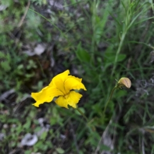 Goodenia pinnatifida at Watson, ACT - 8 Oct 2016