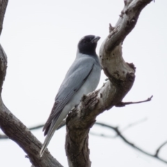 Coracina novaehollandiae (Black-faced Cuckooshrike) at Wallaroo, NSW - 7 Oct 2016 by CedricBear