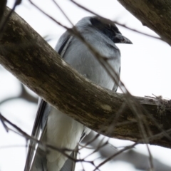 Coracina novaehollandiae at Wallaroo, NSW - 8 Oct 2016 09:34 AM