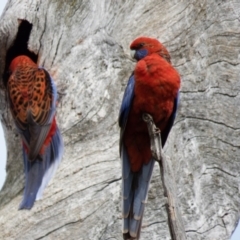 Platycercus elegans (Crimson Rosella) at Wallaroo, NSW - 7 Oct 2016 by CedricBear