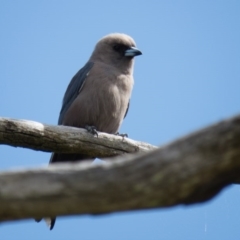 Artamus cyanopterus (Dusky Woodswallow) at Wallaroo, NSW - 8 Oct 2016 by CedricBear