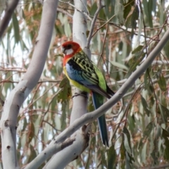 Platycercus eximius (Eastern Rosella) at Wallaroo, NSW - 7 Oct 2016 by CedricBear