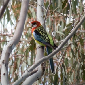 Platycercus eximius at Wallaroo, NSW - 8 Oct 2016