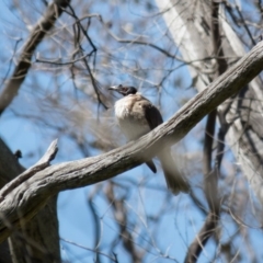 Philemon corniculatus (Noisy Friarbird) at Wallaroo, NSW - 8 Oct 2016 by CedricBear