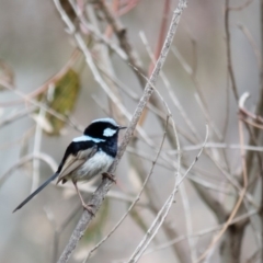 Malurus cyaneus (Superb Fairywren) at Wallaroo, NSW - 7 Oct 2016 by CedricBear