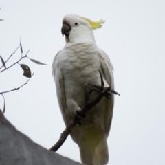 Cacatua galerita (Sulphur-crested Cockatoo) at Wallaroo, NSW - 7 Oct 2016 by CedricBear