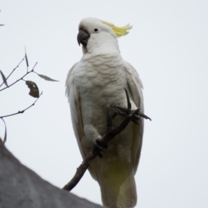 Cacatua galerita at Wallaroo, NSW - 8 Oct 2016 09:16 AM