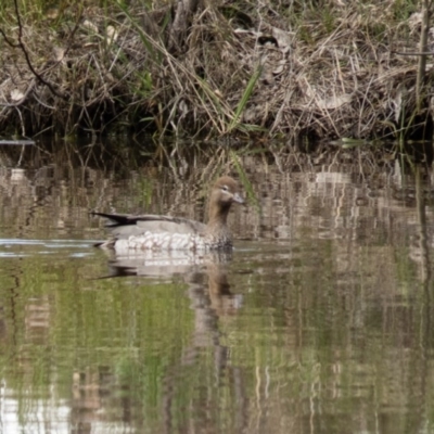 Chenonetta jubata (Australian Wood Duck) at Wallaroo, NSW - 8 Oct 2016 by CedricBear