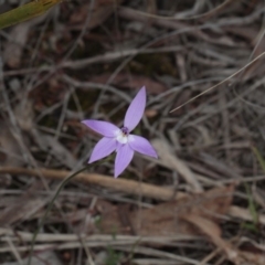 Glossodia major (Wax Lip Orchid) at Point 85 - 7 Oct 2016 by eyal