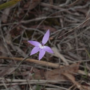 Glossodia major at Point 85 - 7 Oct 2016