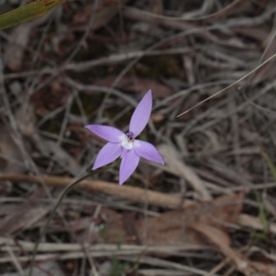 Glossodia major (Wax Lip Orchid) at Bruce, ACT - 6 Oct 2016 by eyal