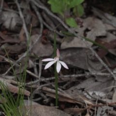 Caladenia fuscata (Dusky Fingers) at Black Mountain - 6 Oct 2016 by eyal