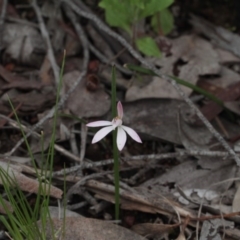 Caladenia fuscata (Dusky Fingers) at Point 85 - 7 Oct 2016 by eyal