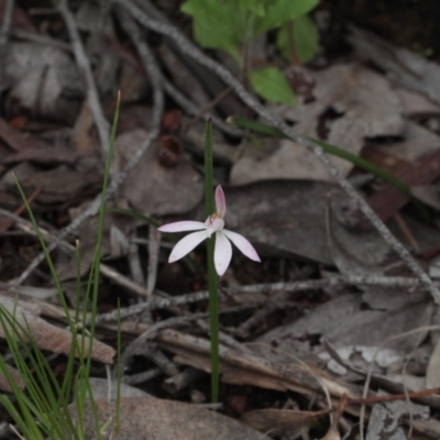 Caladenia fuscata (Dusky Fingers) at Point 85 - 7 Oct 2016 by eyal