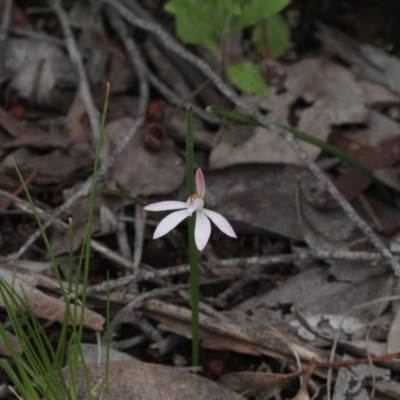 Caladenia fuscata (Dusky Fingers) at Bruce, ACT - 6 Oct 2016 by eyal
