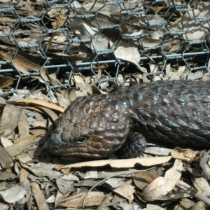 Tiliqua rugosa at Forde, ACT - 7 Oct 2016 11:07 AM