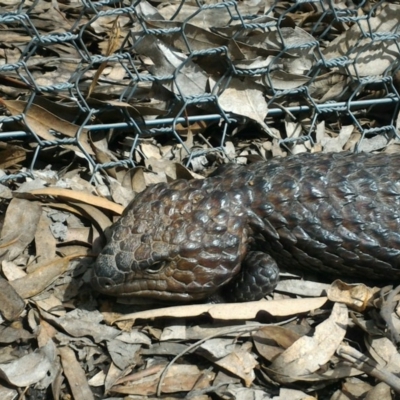 Tiliqua rugosa (Shingleback Lizard) at Mulligans Flat - 7 Oct 2016 by GarethQ