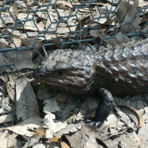 Tiliqua rugosa at Forde, ACT - 7 Oct 2016 11:07 AM