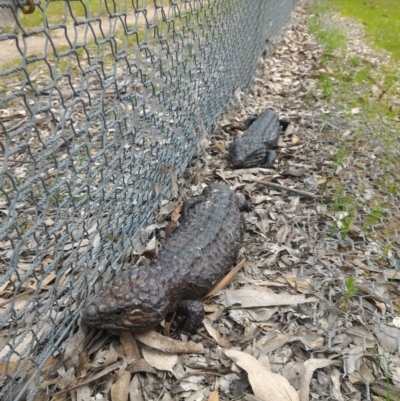 Tiliqua rugosa (Shingleback Lizard) at Forde, ACT - 7 Oct 2016 by GarethQ