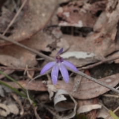 Cyanicula caerulea (Blue Fingers, Blue Fairies) at Black Mountain - 6 Oct 2016 by eyal