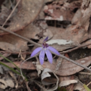 Cyanicula caerulea at Point 85 - 7 Oct 2016