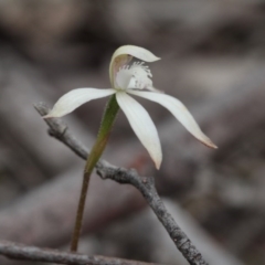 Caladenia ustulata (Brown Caps) at Point 85 - 7 Oct 2016 by eyal