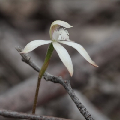 Caladenia ustulata (Brown Caps) at Point 85 - 7 Oct 2016 by eyal