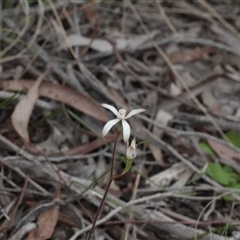 Caladenia ustulata at Point 85 - 7 Oct 2016