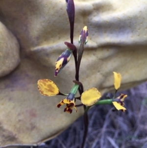 Diuris pardina at Bungendore, NSW - 8 Oct 2016