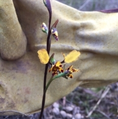 Diuris pardina at Bungendore, NSW - 8 Oct 2016