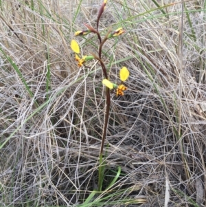 Diuris pardina at Bungendore, NSW - 8 Oct 2016