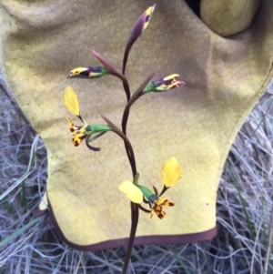 Diuris pardina at Bungendore, NSW - 8 Oct 2016