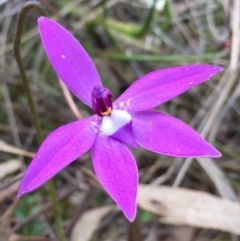 Glossodia major (Wax Lip Orchid) at QPRC LGA - 8 Oct 2016 by yellowboxwoodland