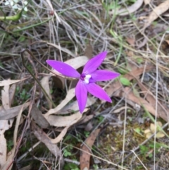 Glossodia major at Bungendore, NSW - 8 Oct 2016