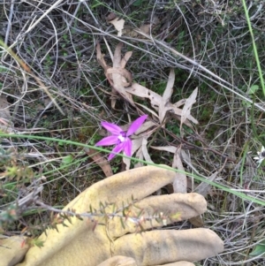 Glossodia major at Bungendore, NSW - 8 Oct 2016