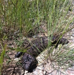 Tiliqua rugosa (Shingleback Lizard) at Goorooyarroo NR (ACT) - 11 Nov 2012 by ibaird