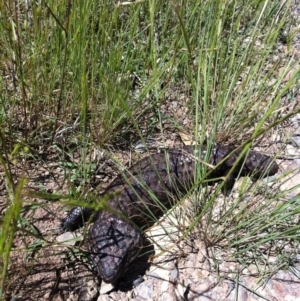 Tiliqua rugosa at Goorooyarroo NR (ACT) - 11 Nov 2012