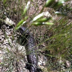 Tiliqua rugosa at Goorooyarroo NR (ACT) - 11 Nov 2012