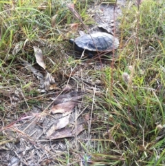 Chelodina longicollis (Eastern Long-necked Turtle) at Goorooyarroo NR (ACT) - 16 Dec 2012 by ibaird